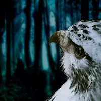 HosokawaR のアイコン